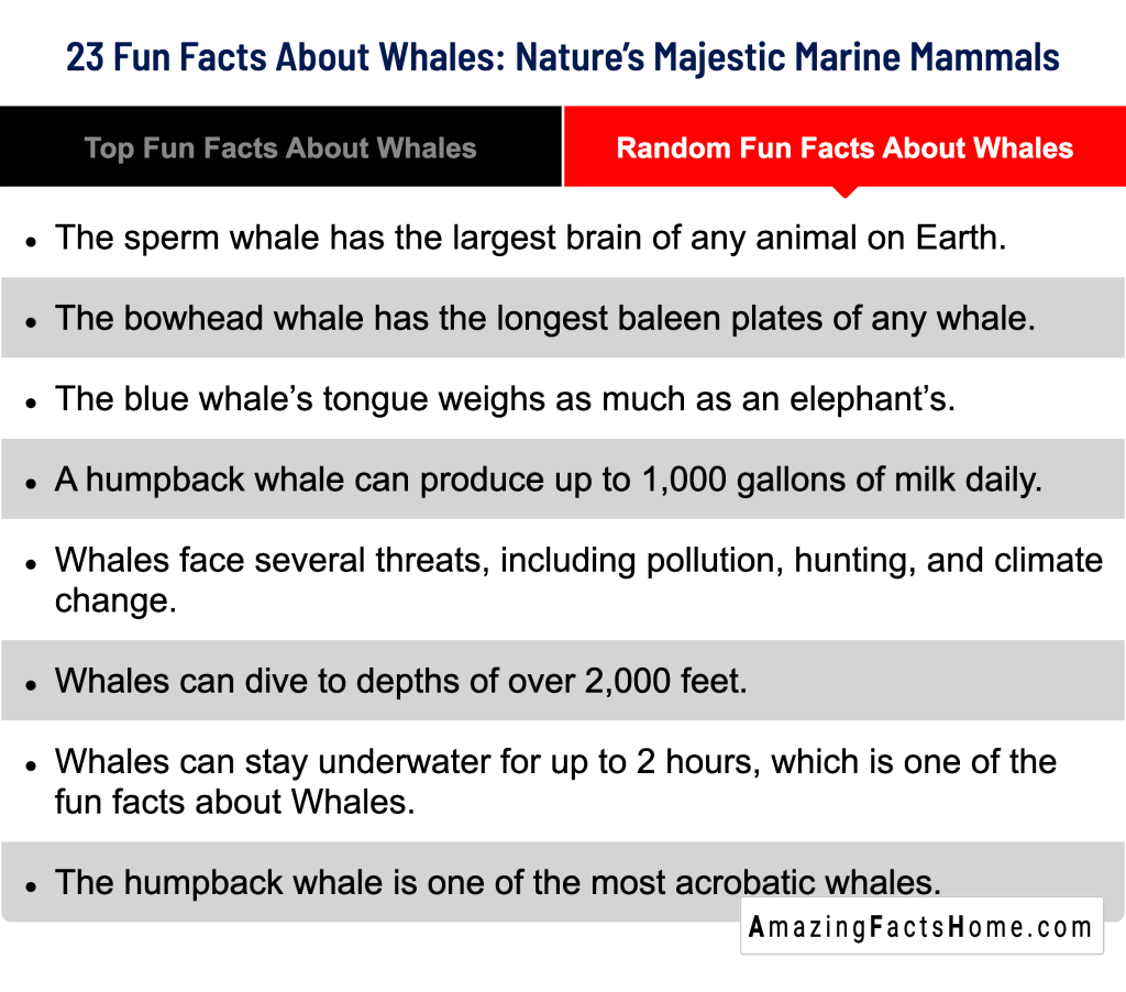 23 Fun Facts About Whales: Nature’s Majestic Marine Mammals - Random Fun Facts About Whales