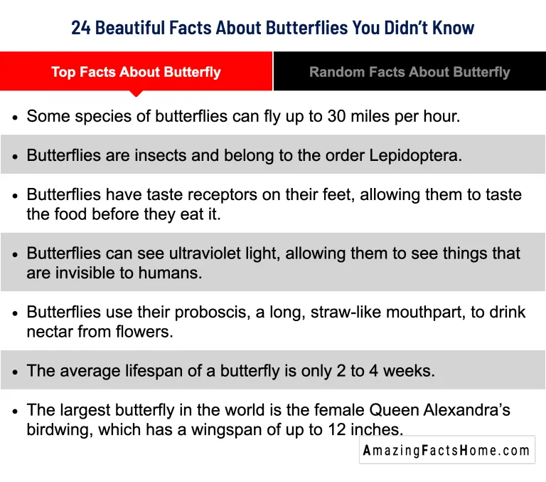 24 Beautiful Facts About Butterflies You Didn’t Know - Top Facts About Butterfly