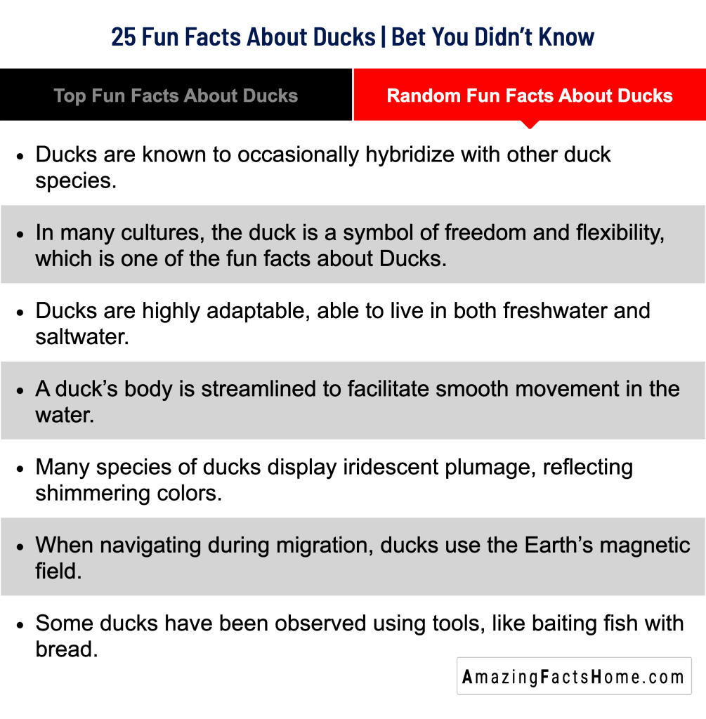 25 Fun Facts About Ducks | Bet You Didn’t Know - Random Fun Facts About Ducks