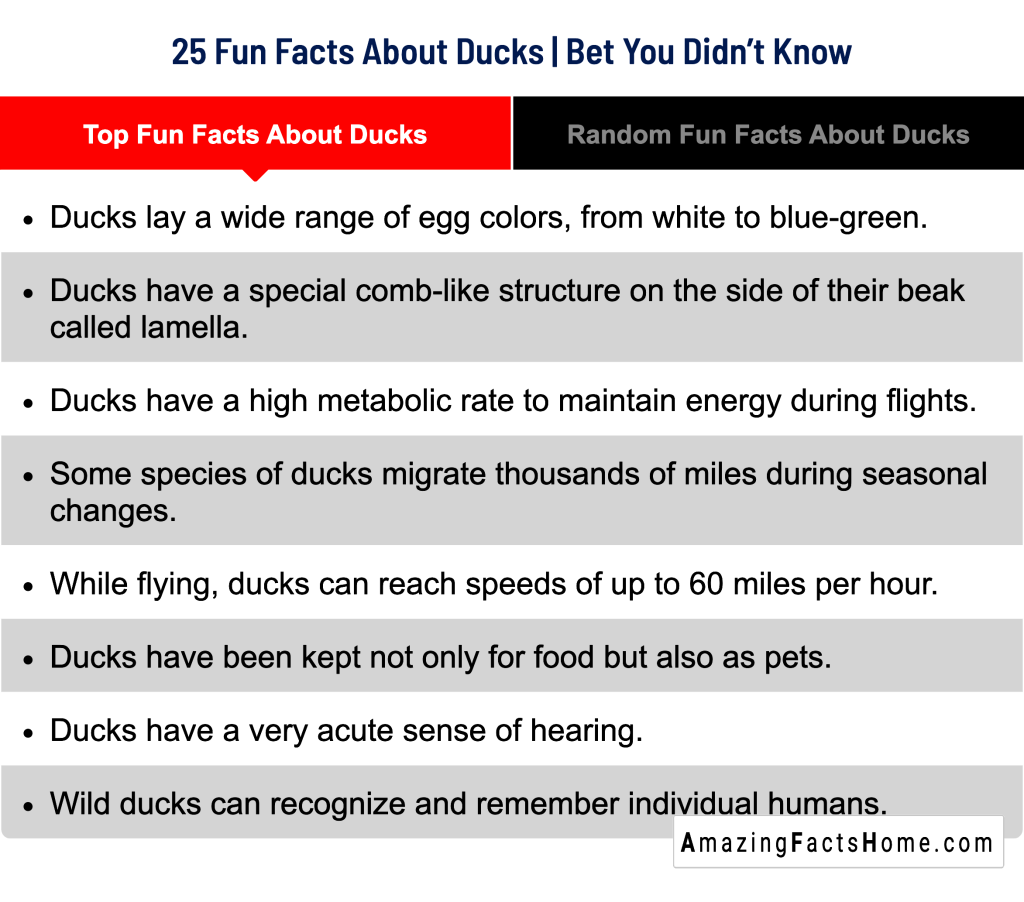25 Fun Facts About Ducks | Bet You Didn’t Know - Top Fun Facts About Ducks