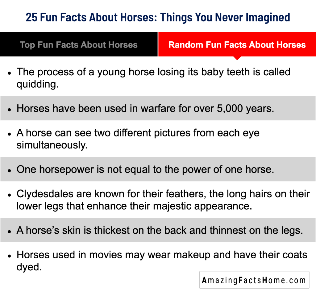 25 Fun Facts About Horses: Things You Never Imagined - Random Fun Facts About Horses