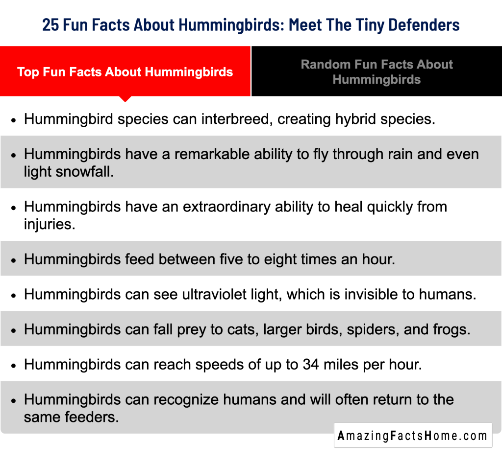 25 Fun Facts About Hummingbirds: Meet The Tiny Defenders - Top Fun Facts About Hummingbirds