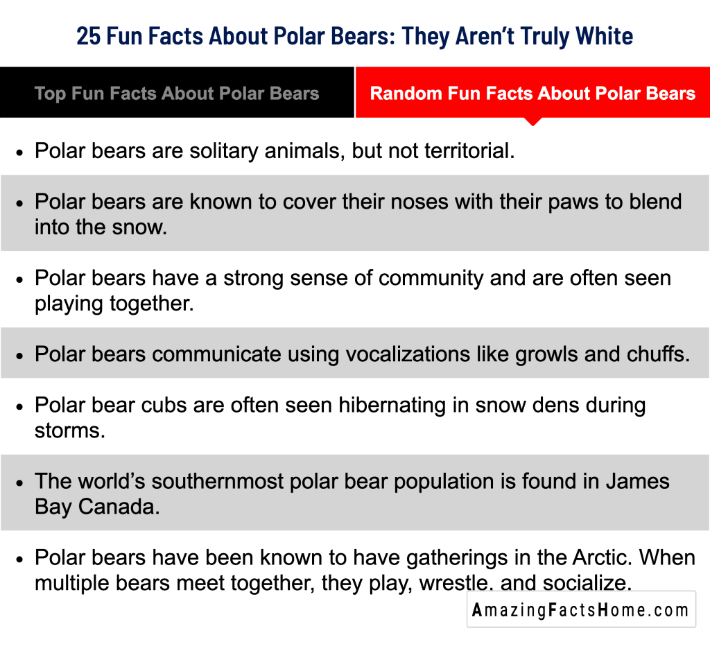 25 Fun Facts About Polar Bears: They Aren’t Truly White - Random Fun Facts About Polar Bears