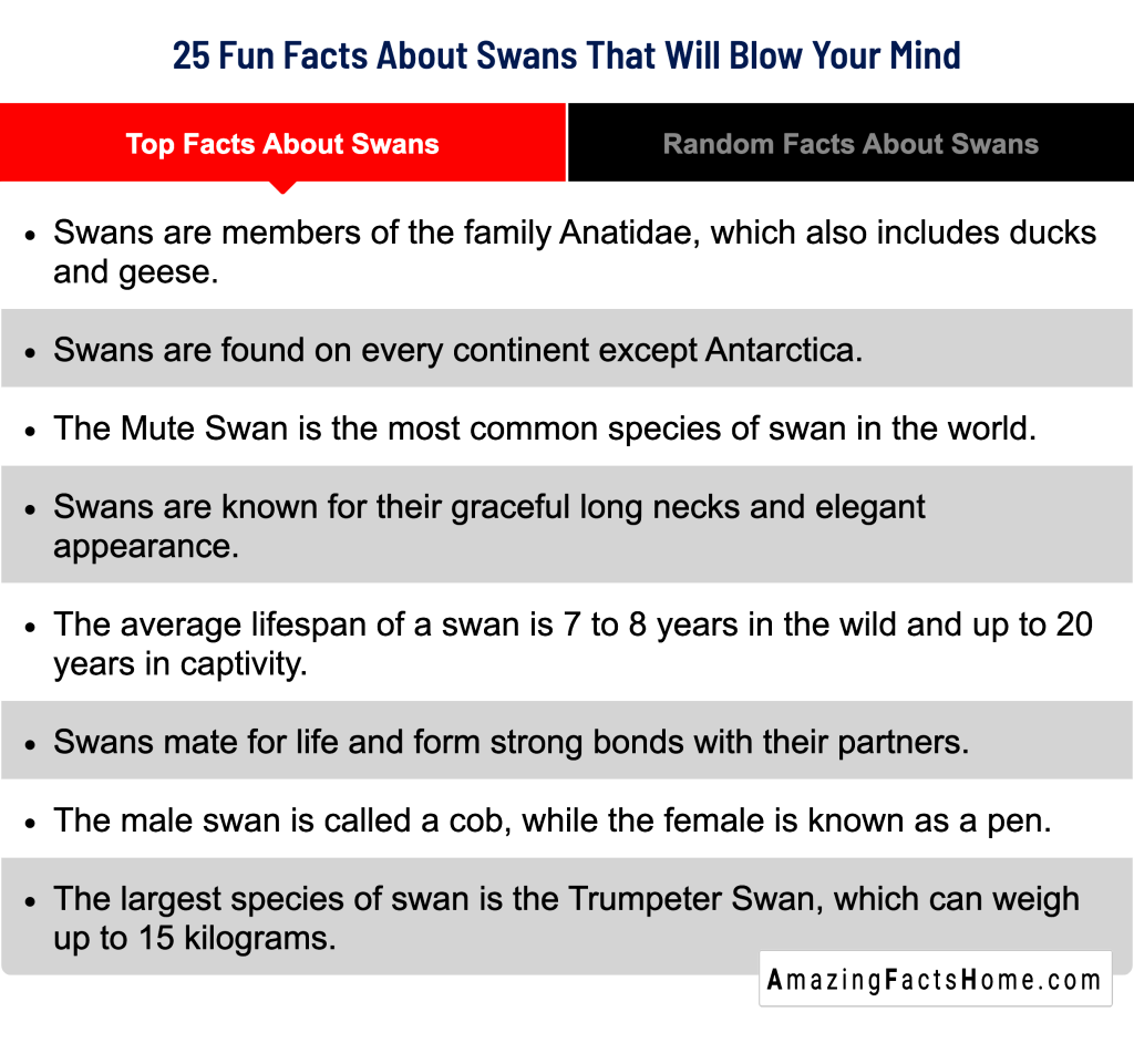 25 Fun Facts About Swans That Will Blow Your Mind - Top Facts About Swans