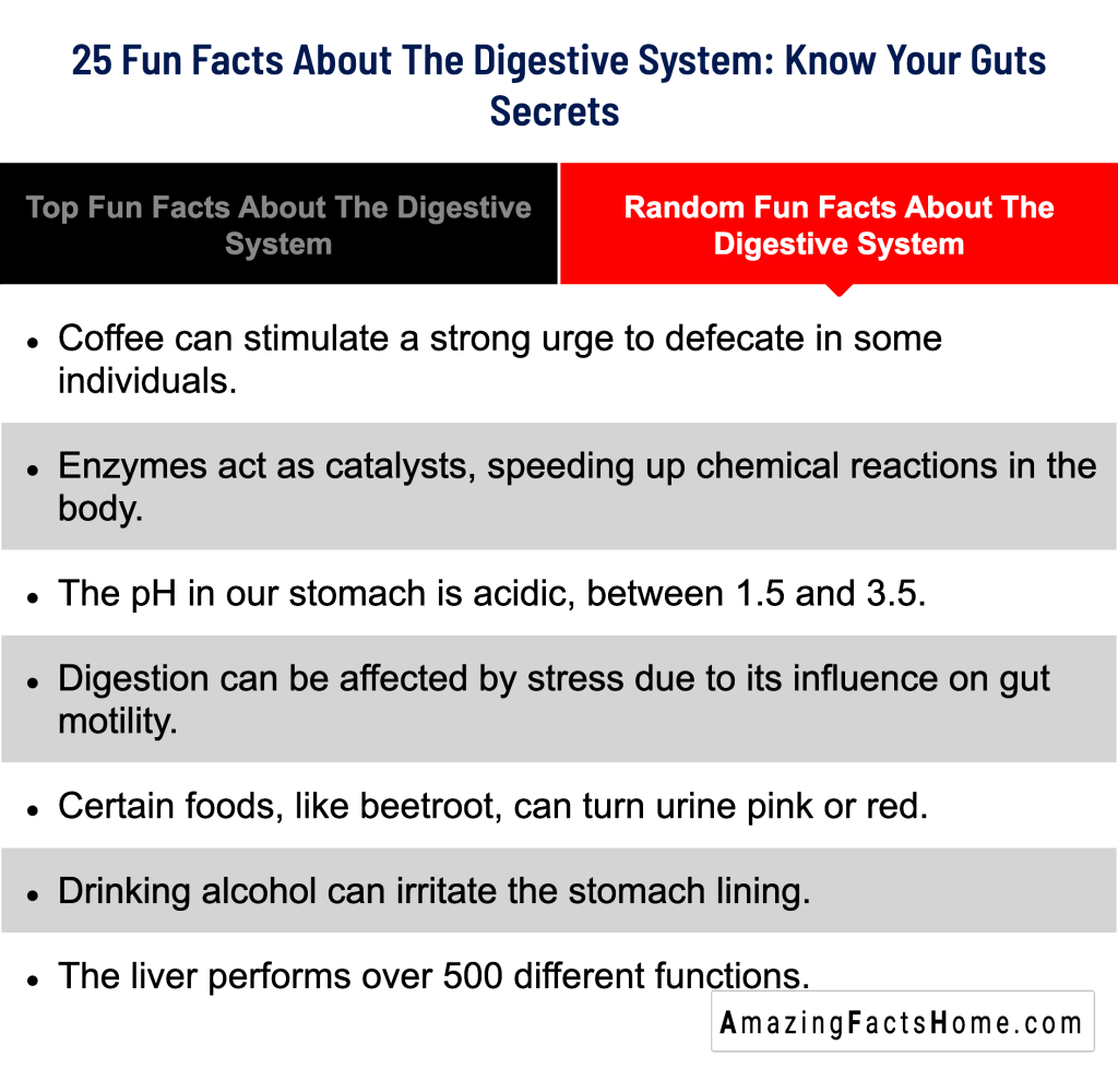 25 Fun Facts About The Digestive System: Know Your Guts Secrets  - Random Fun Facts About The Digestive System