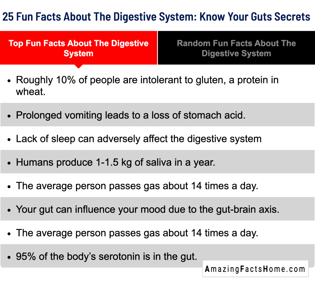 25 Fun Facts About The Digestive System: Know Your Guts Secrets  - Top Fun Facts About The Digestive System