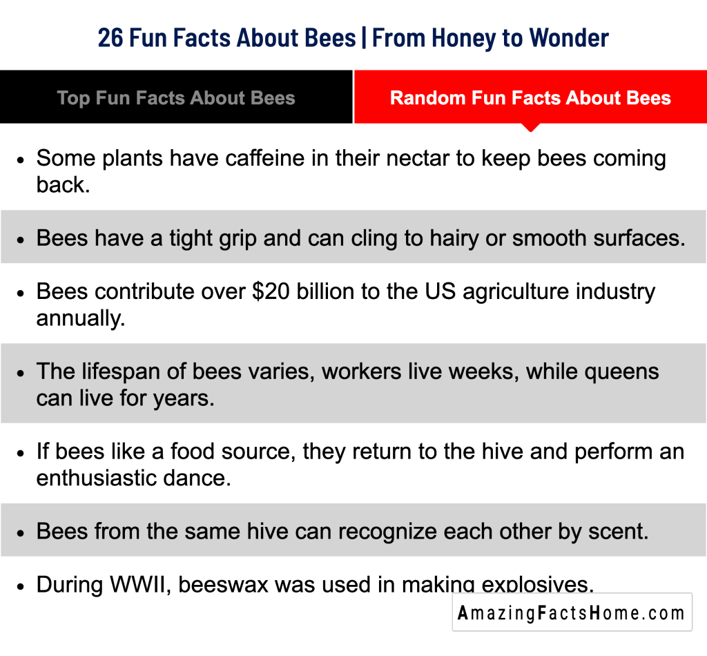 26 Fun Facts About Bees | From Honey to Wonder - Random Fun Facts About Bees