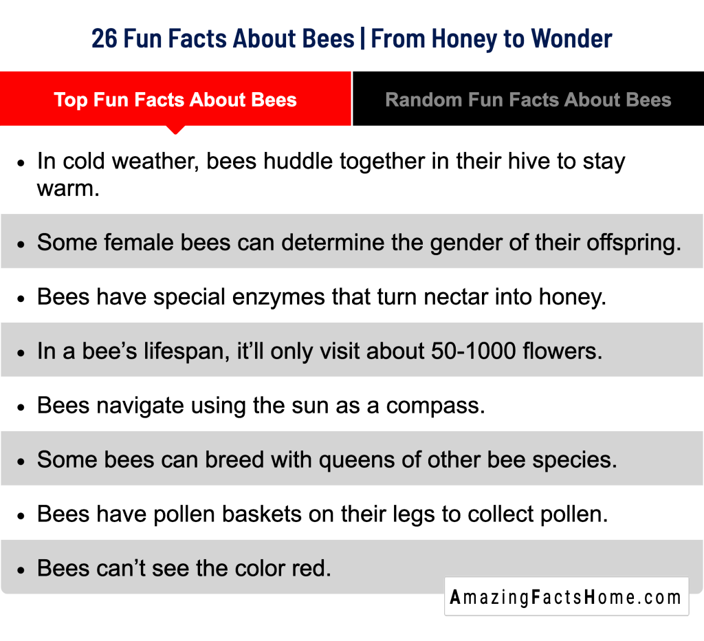 26 Fun Facts About Bees | From Honey to Wonder - Top Fun Facts About Bees