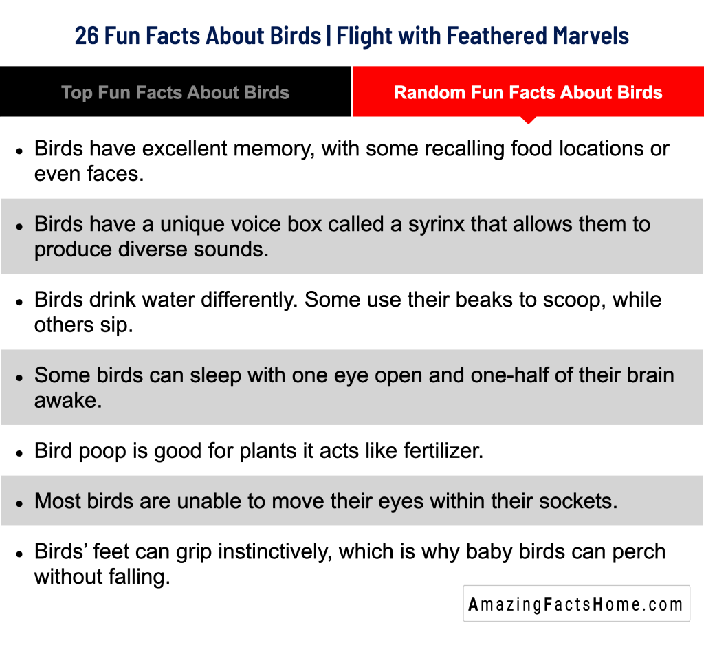26 Fun Facts About Birds | Flight with Feathered Marvels - Random Fun Facts About Birds