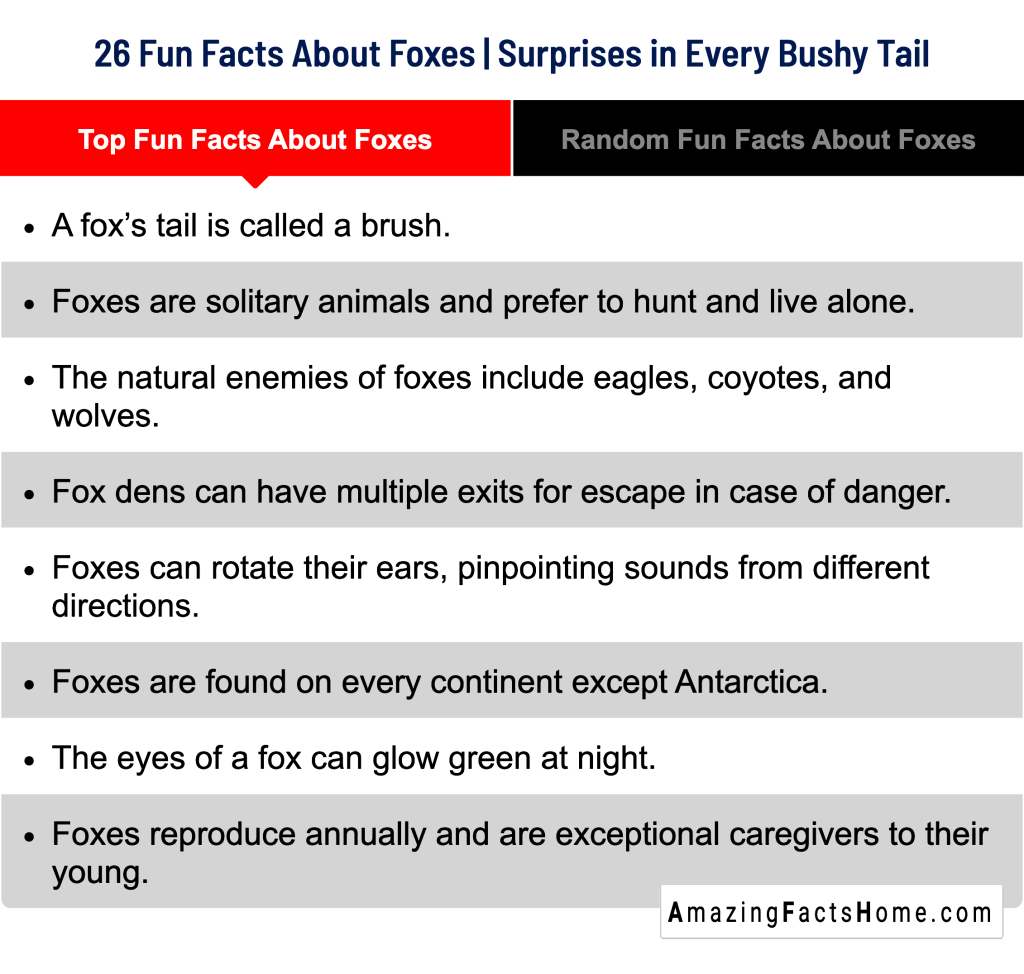 26 Fun Facts About Foxes | Surprises in Every Bushy Tail - Top Fun Facts About Foxes