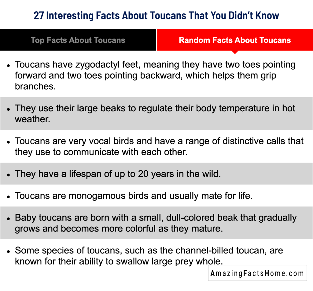 Random Facts About Toucans