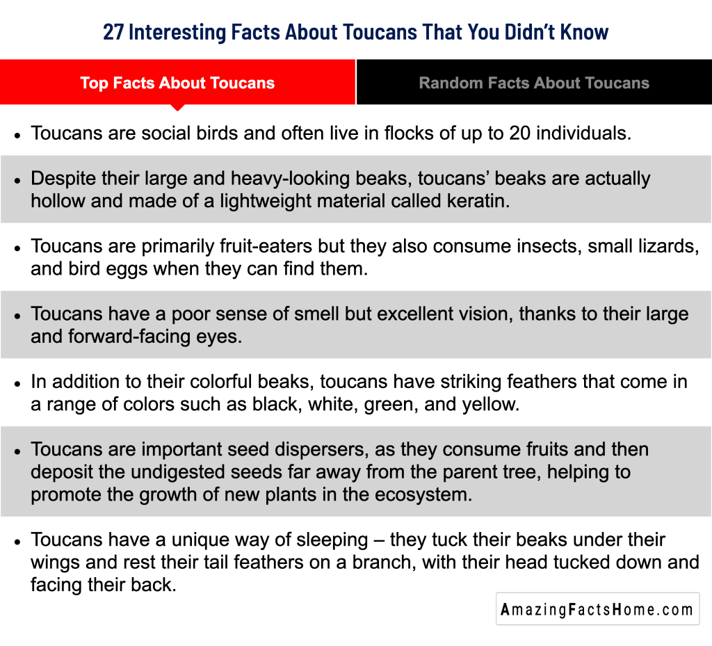 27 Interesting Facts About Toucans That You Didn’t Know - Top Facts About Toucans