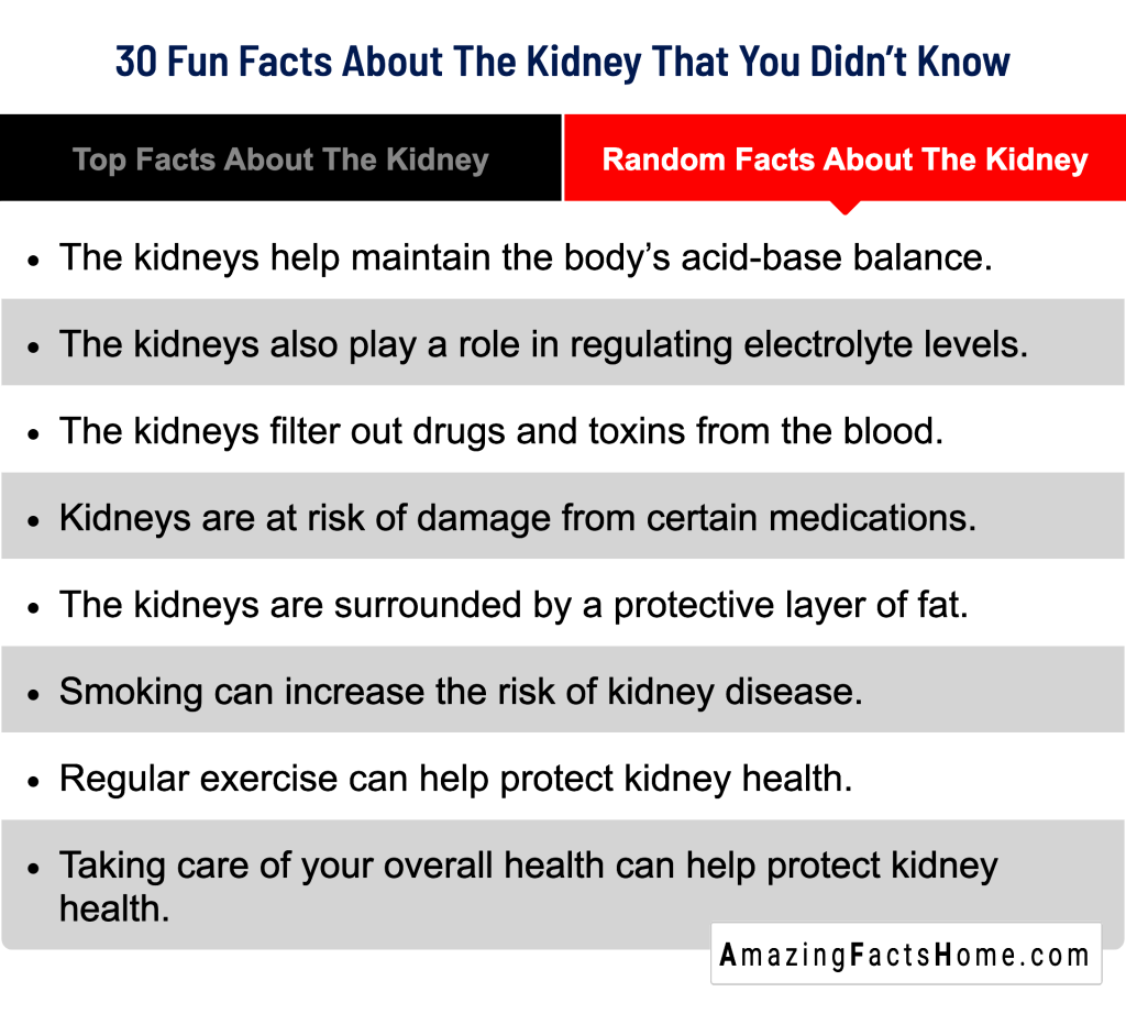 30 Fun Facts About The Kidney That You Didn’t Know - Random Facts About The Kidney
