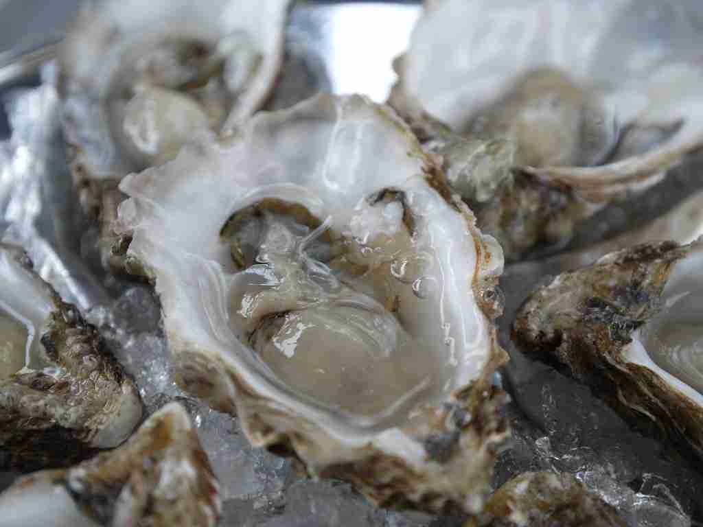 25 Fun Facts About Oysters The Untold Story of Oysters Amazing Facts