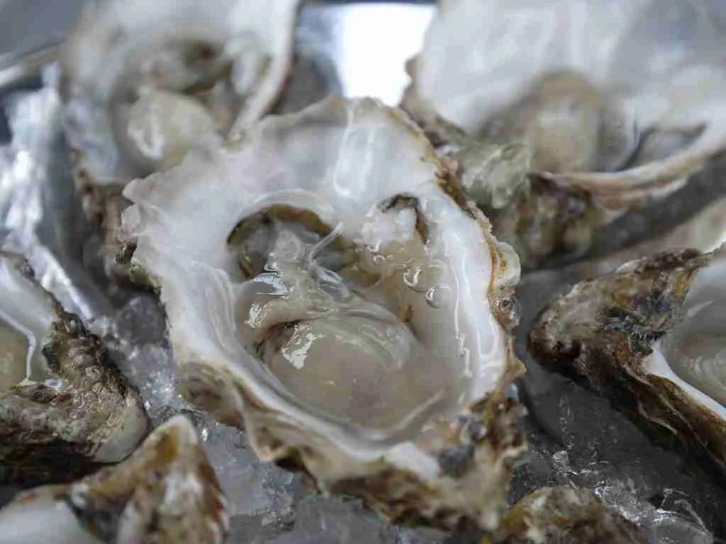 25 Fun Facts About Oysters: The Untold Story of Oysters 4 Oyster inside a shell