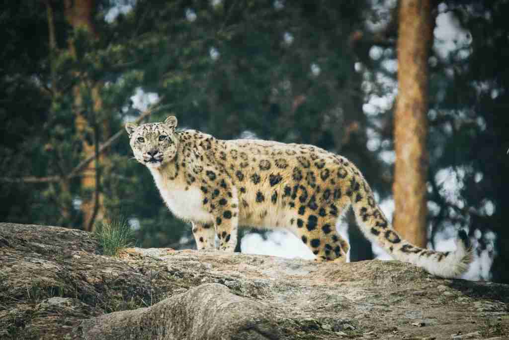 23 Fun Facts About the Himalayas: Beyond the Peaks 1 brown and white tiger