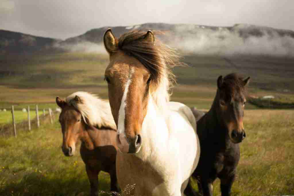 25 Fun Facts About Horses: Things You Never Imagined 1 three assorted-color horses running away from a mountain