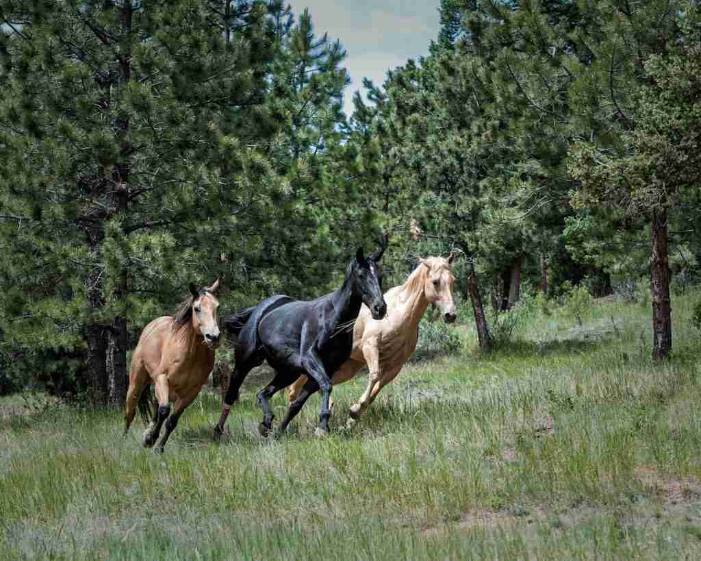 25 Fun Facts About Horses: Things You Never Imagined 3 Two brown and one black horse on green grass, showcasing fun facts about horses.