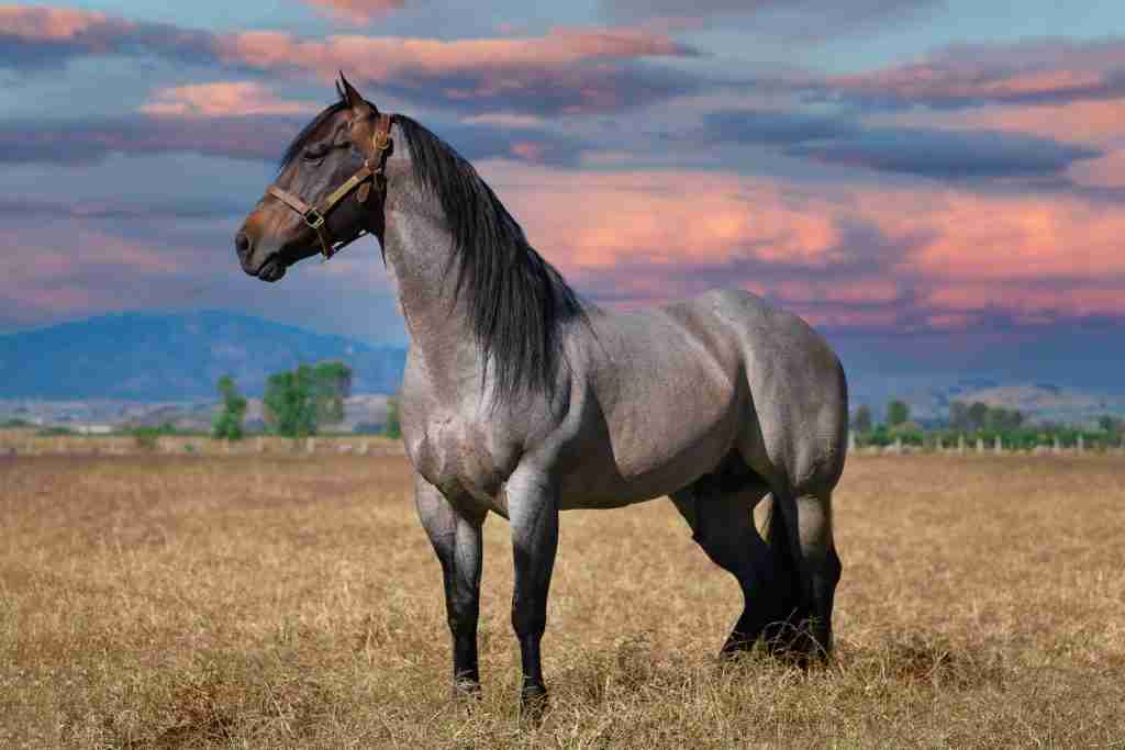 25 Fun Facts About Horses: Things You Never Imagined 4 brown horse on brown grass field during daytime