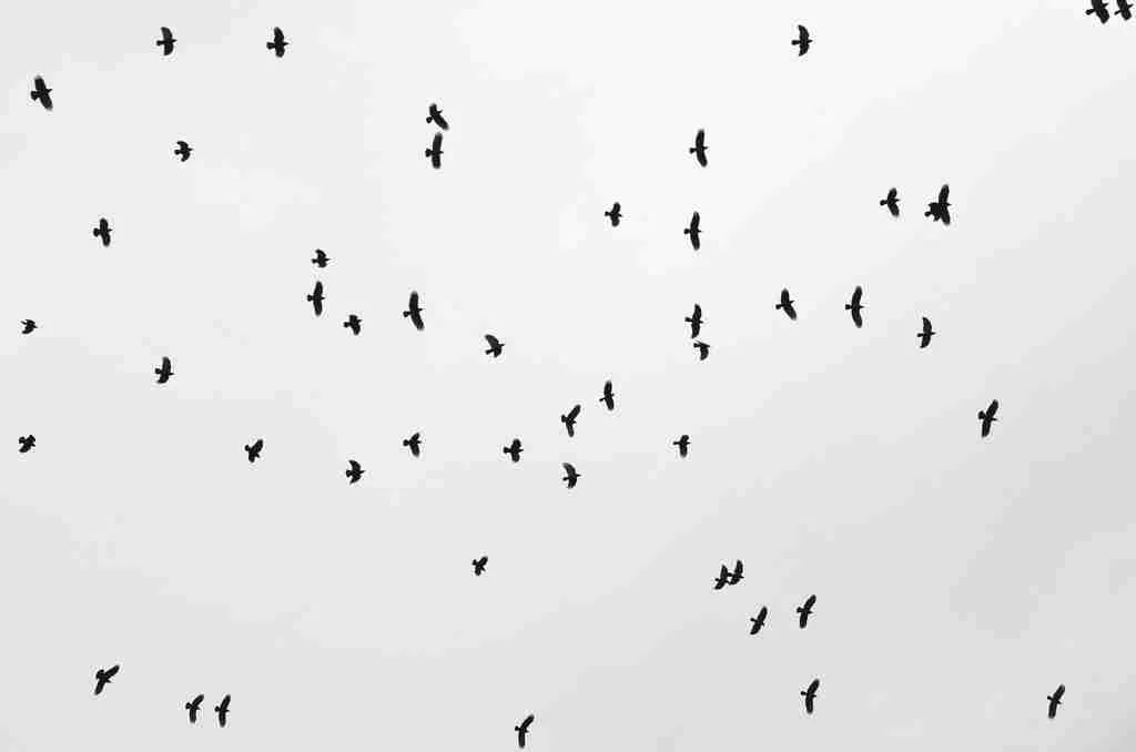 Group of Crows in the sky