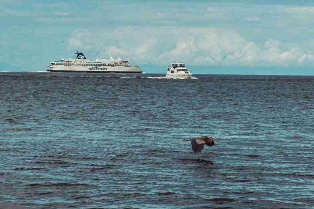 23 Fun Facts About Fishing: The $1 Million Lure Revealed 2 sea lion on body of water during daytime