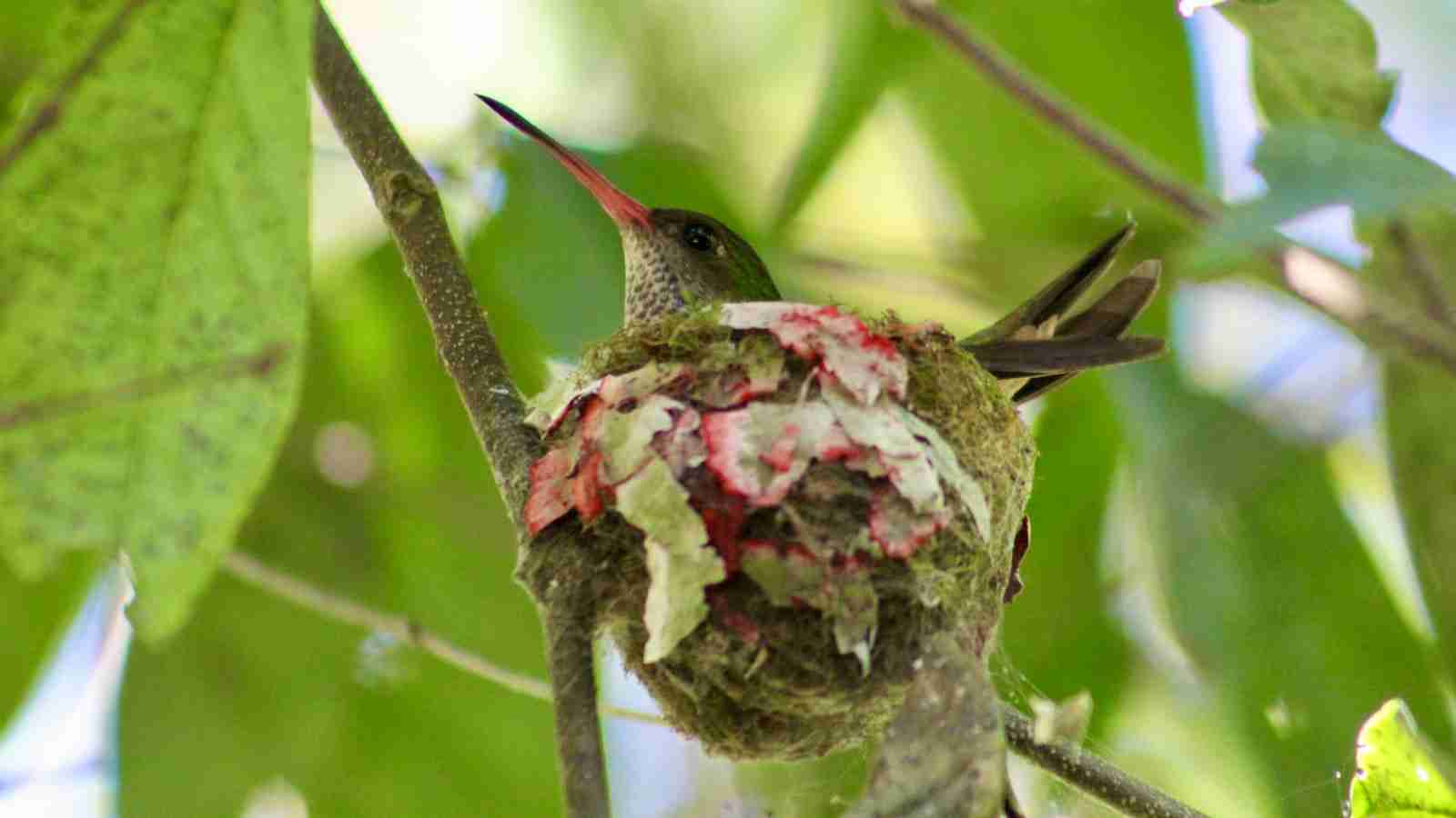 25 Fun Facts About Hummingbirds: Meet The Tiny Defenders - Amazing ...