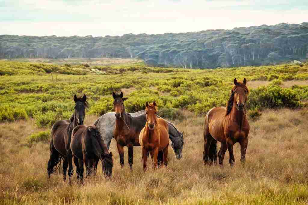 25 Fun Facts About Horses: Things You Never Imagined 2 a herd of horses standing on top of a grass covered field
