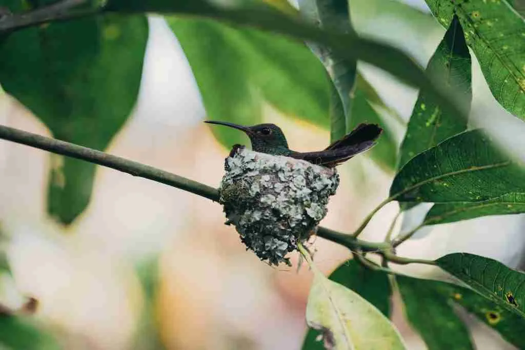 25 Fun Facts About Hummingbirds: Meet The Tiny Defenders 4 black and white bird on tree branch during daytime