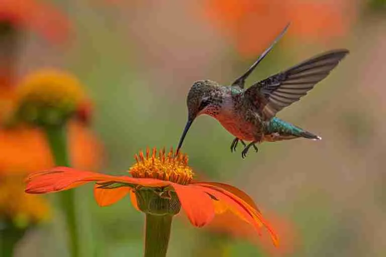 25 Fun Facts About Hummingbirds: Meet The Tiny Defenders 7 a hummingbird hovering over an orange flower