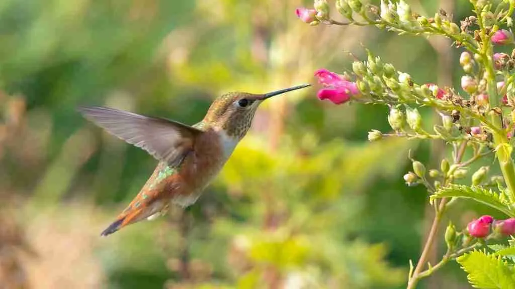 25 Fun Facts About Hummingbirds: Meet The Tiny Defenders 6 brown and white humming bird flying during daytime