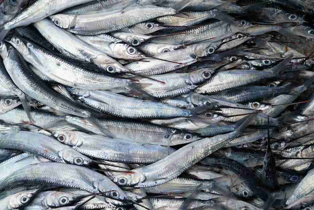 23 Fun Facts About Fishing: The $1 Million Lure Revealed 1 lot of fishes : Fun Facts About Fishing