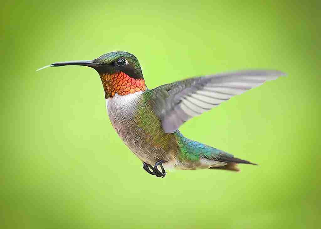 25 Fun Facts About Hummingbirds Meet The Tiny Defenders Amazing