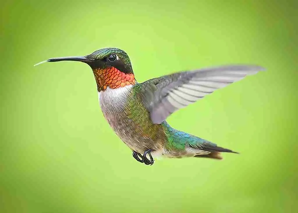 25 Fun Facts About Hummingbirds: Meet The Tiny Defenders 3 green and brown humming bird flying : Fun Facts About Hummingbirds