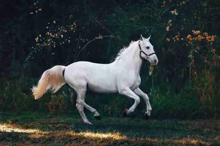 25 Fun Facts About Horses: Things You Never Imagined 8 running white horse