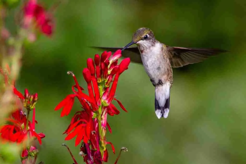 25 Fun Facts About Hummingbirds: Meet The Tiny Defenders 7 brown and white humming bird flying near red flowers