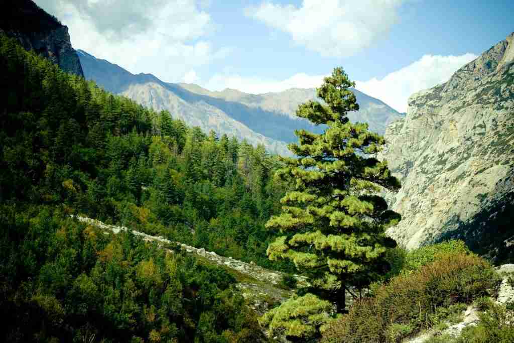 23 Fun Facts About the Himalayas: Beyond the Peaks 3 green pine trees on mountain under blue sky during daytime