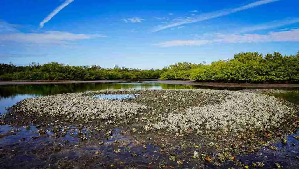 25 Fun Facts About Oysters: The Untold Story of Oysters 6 a body of water with trees in the background
