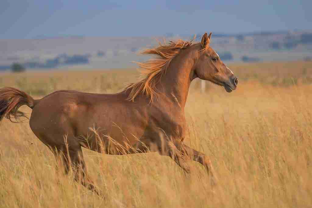 25 Fun Facts About Horses: Things You Never Imagined 5 running horse