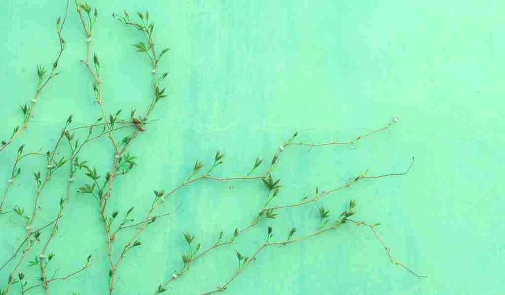 24 Fun Facts About Pisces You Didn't know 4 green-leafed plant