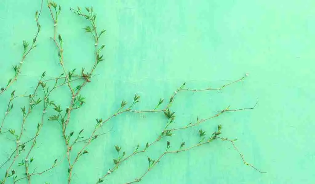 24 Fun Facts About Pisces You Didn't know 6 green-leafed plant