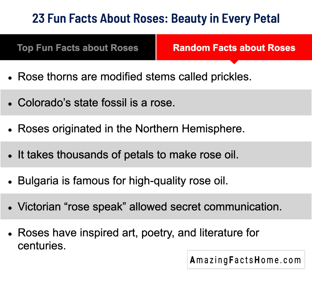 23 Fun Facts About Roses: Beauty in Every Petal - Random Facts about Roses