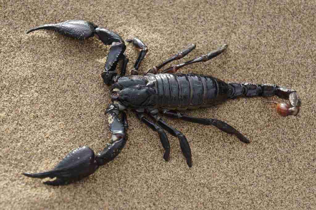 26 Fun Facts About Scorpio | Things You Never Knew About 2 scorpion, nature, desert : Fun Facts About Scorpio