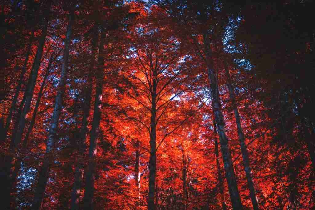 26 Fun Facts About Scorpio | Things You Never Knew About 3 low-angle view of maple leafed tree