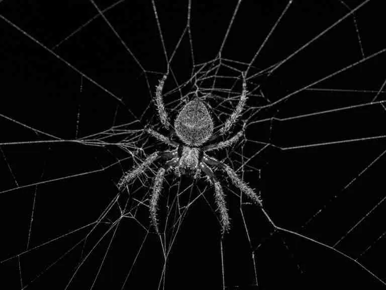 26 Fun Facts About Spiders | Exposing the Mysteries 5 grayscale photography of spider