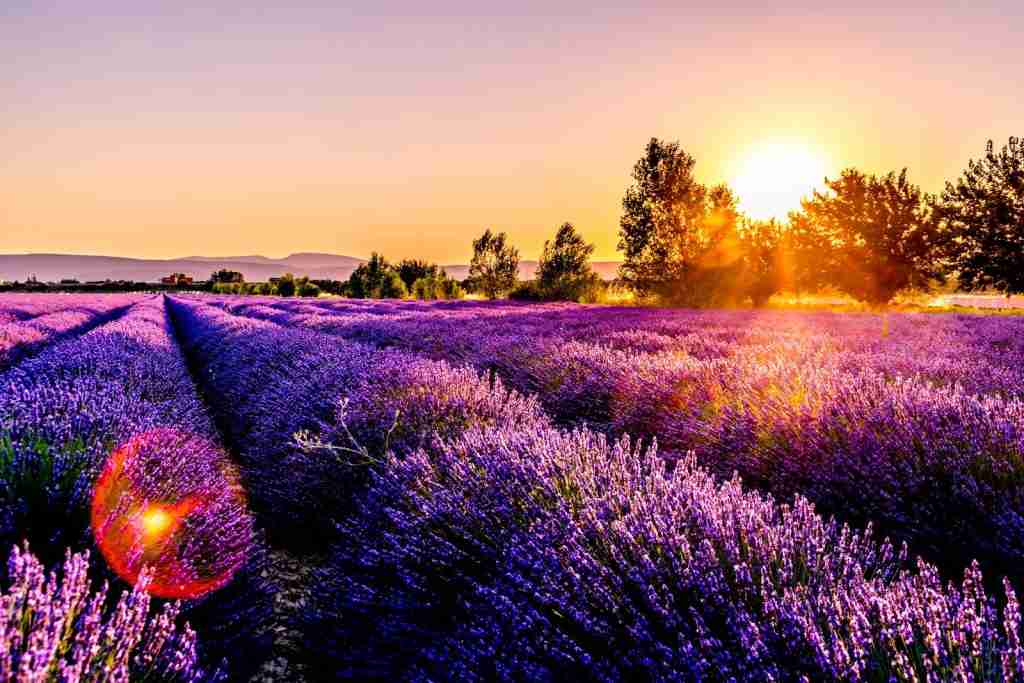 22 Fun Facts About Gemini You Need to Know 4 lavender field