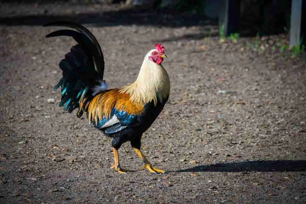 23 Fun Facts About Virgo: The Truth About Virgo's 6 white rooster standing on ground