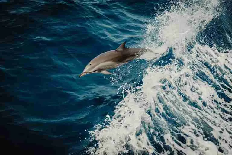 24 Fun Facts About Dolphins You Don't Know 10 dolphin in water close-up photography