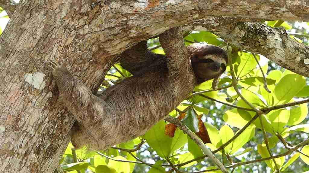 Fun Facts About Billie Eilish: Music, Style & Career Trivia 5 brown animal hanging on tree