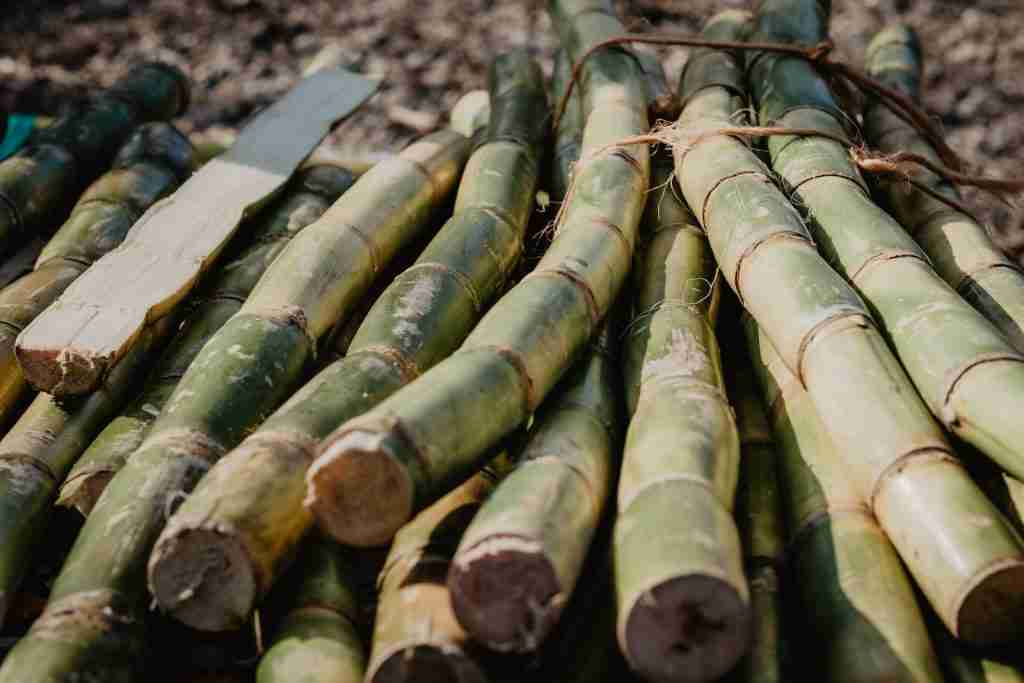 24 Fun Facts About Grass | Nature's Green Carpet 4 brown bamboo sticks on brown wooden table
