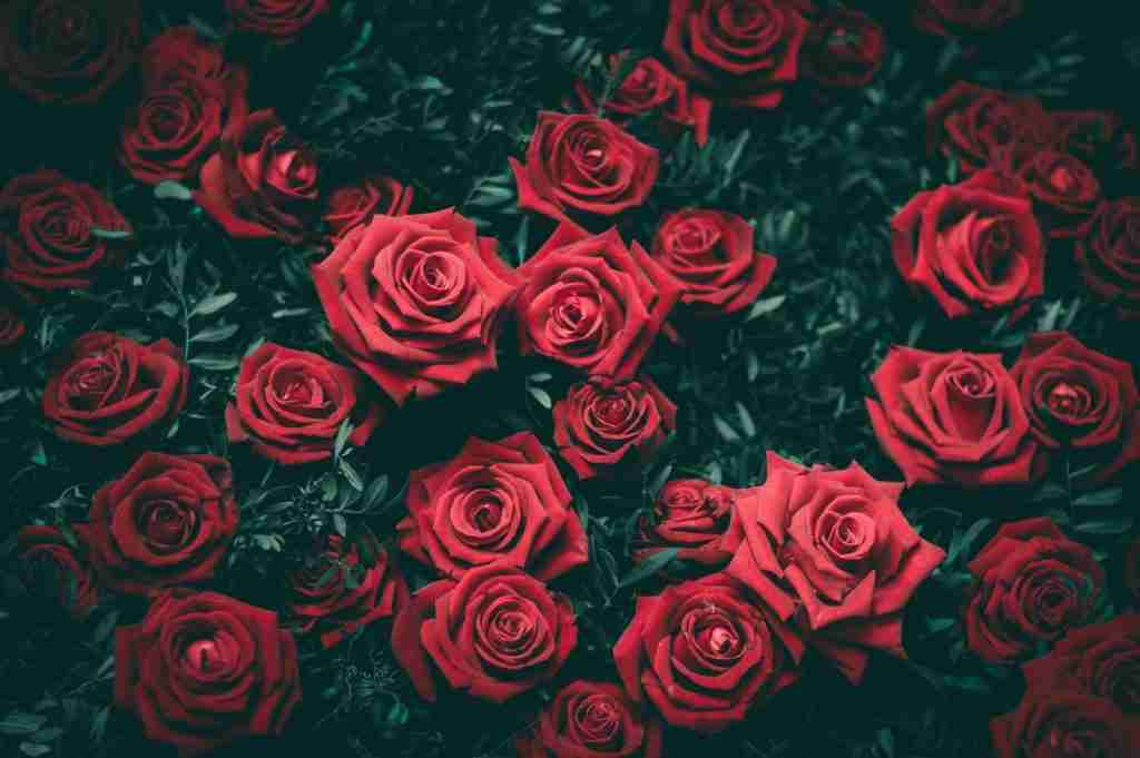 25 Fun Facts About Libra: Why Everyone Loves a Libra 1 red rose flowers